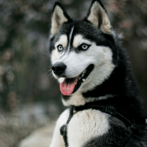 husky