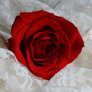 rose rouge